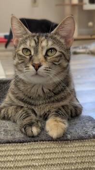 Moon -  Calico and Tabby Cat for Adoption in Columbus, Ohio - Moon | PetCurious