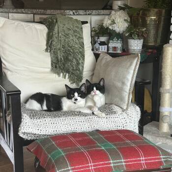 Rescue American Shorthair Cats for Adoption in Kirkland, Washington - Tisket & Tasket - Sweet Siblings Looking For Furever Home! | PetCurious