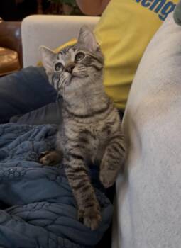 Rocksteady -  Domestic Short Hair Cat for Adoption in Chicago, Illinois - Rocksteady | PetCurious