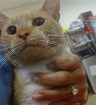 GINGY -  Domestic Short Hair Cat for Adoption in Doral, Florida - GINGY | PetCurious