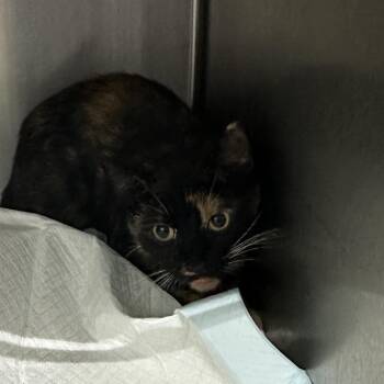 Bullseye -  Domestic Short Hair Cat for Adoption in Corbin, Kentucky - Bullseye | PetCurious