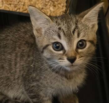 Doc -  Domestic Short Hair Cat for Adoption in Westfield, Massachusetts - Doc | PetCurious
