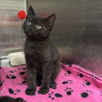 Stormtrooper 3 of 5 -  Domestic Short Hair Cat Available for Adoption in La Grange Park, Illinois - Stormtrooper 3 Of 5 | PetCurious