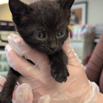 Nikki -  Domestic Short Hair Cat for Adoption in Las Vegas, Nevada - Nikki | PetCurious