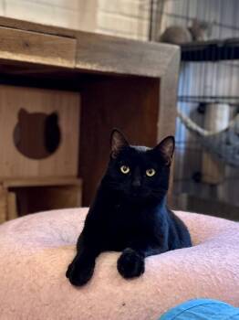 Rescue Domestic Short Hair Cats for Adoption in Suffolk, Virginia - Hacker | PetCurious