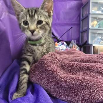 Anya -  Domestic Short Hair Cat for Adoption in North Myrtle Beach, South Carolina - Anya | PetCurious