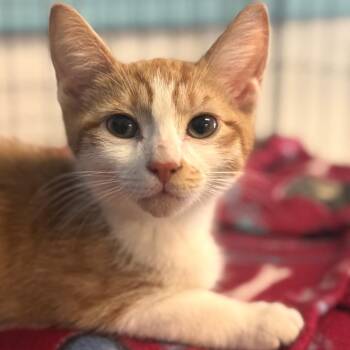 Harlem -  Domestic Short Hair Cat for Adoption in Decatur, Georgia - Harlem | PetCurious