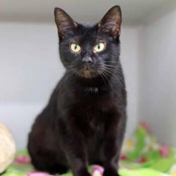 Effie -  Domestic Short Hair Cat for Adoption in Atlanta, Georgia - Effie | PetCurious