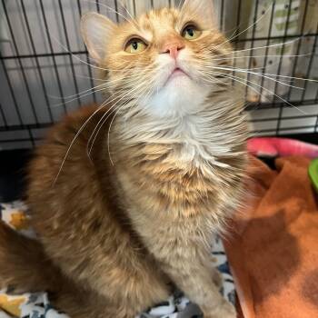 Domestic Medium Hair Cats Available for Adoption in Salisbury, Massachusetts - Clementine Cutie | PetCurious