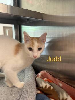 Domestic Medium Hair Cats Available for Adoption in Hilton Head Island, South Carolina - Judd | PetCurious