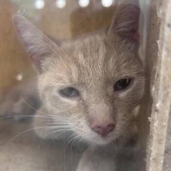 Dotson -  Domestic Short Hair Cat for Adoption in Philadelphia, Pennsylvania - Dotson | PetCurious