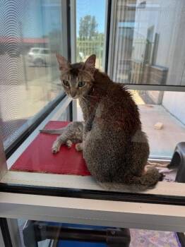 Delta -  Domestic Short Hair Cat for Adoption in Hobbs, New Mexico - Delta | PetCurious