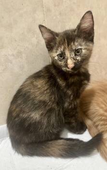 Elenor -  Tortoiseshell Cat for Adoption in Phoenix, Arizona - Elenor | PetCurious