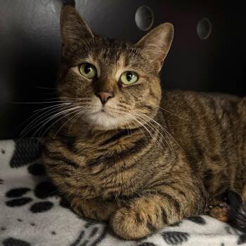 Domestic Short Hair Cats Available for Adoption in Port Angeles, Washington - Daisy | PetCurious