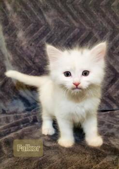 Falkor -  Domestic Medium Hair Cat for Adoption in Grants Pass, Oregon - Falkor | PetCurious