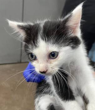 Domestic Short Hair Cats Available for Adoption in Dallas, Texas - TAYLOR | PetCurious