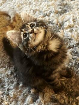 Tank -  Tabby and Domestic Long Hair Cat for Adoption in Greensburg, Pennsylvania - Tank | PetCurious