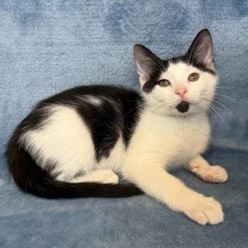 Karl -  Domestic Short Hair Cat Available for Adoption in Janesville, Wisconsin - Karl | PetCurious