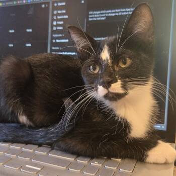 Daffodil CH 0526 -  Domestic Short Hair Cat for Adoption - Daffodil CH 0526 | PetCurious