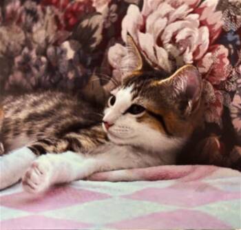 Garnet A218132 -  Domestic Short Hair Cat for Adoption in Plano, Texas - Garnet A218132 | PetCurious