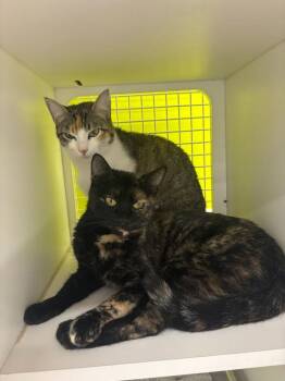 Domestic Short Hair Cats Available for Adoption - Shirina 7607 | PetCurious