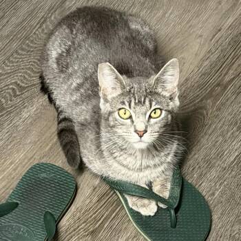 Domestic Short Hair Cats Available for Adoption in Los Angeles, California - Agnetha | PetCurious