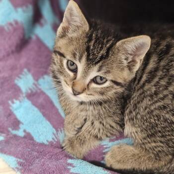 Domestic Short Hair Cats Available for Adoption in Evansville, Indiana - Olive | PetCurious