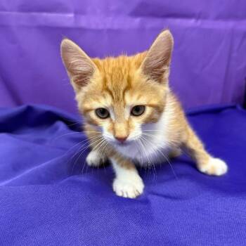 Enchilada -  Domestic Short Hair Cat for Adoption in North Myrtle Beach, South Carolina - Enchilada | PetCurious