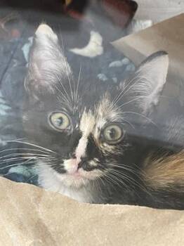 Cherry -  Domestic Short Hair Cat for Adoption in Bellevue, Washington - Cherry | PetCurious