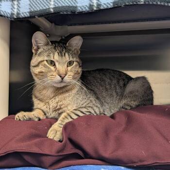 Bongo -  Domestic Short Hair Cat for Adoption in Detroit Lakes, Minnesota - Bongo | PetCurious