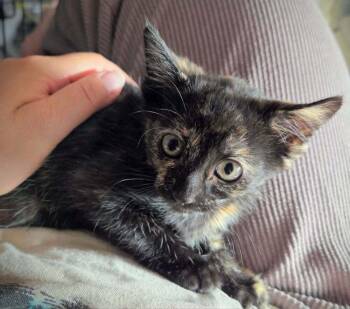 Praline -  Domestic Short Hair Cat for Adoption in Calimesa, California - Praline | PetCurious