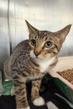 Nola -  Domestic Short Hair Cat for Adoption in Pomona, New York - Nola | PetCurious