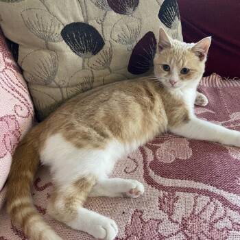 Domestic Short Hair Cats Available for Adoption - Jasper | PetCurious