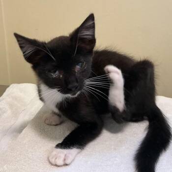 Twizzler -  Domestic Short Hair Cat for Adoption in Pasadena, California - Twizzler | PetCurious