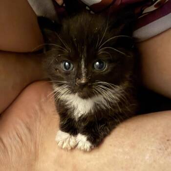 Sabrina -  Domestic Short Hair Cat for Adoption in Johnstown, Pennsylvania - Sabrina | PetCurious