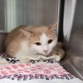 Dobby -  Domestic Short Hair Cat for Adoption in Knoxville, Tennessee - Dobby | PetCurious