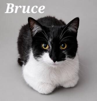 Tuxedo Cats Available for Adoption in Monroeville, Pennsylvania - Bruce | PetCurious