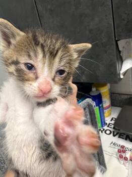 Rescue Domestic Short Hair Cats for Adoption in Henderson, North Carolina - Ramen | PetCurious