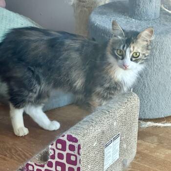Domestic Medium Hair Cats Available for Adoption in Richmond, Virginia - Masha | PetCurious