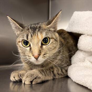 Domestic Short Hair Cats Available for Adoption in Saint Charles, Missouri - Baby