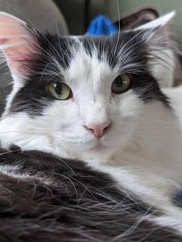 Maine Coon Cats Available for Adoption in Herndon, Virginia - Oreo | PetCurious