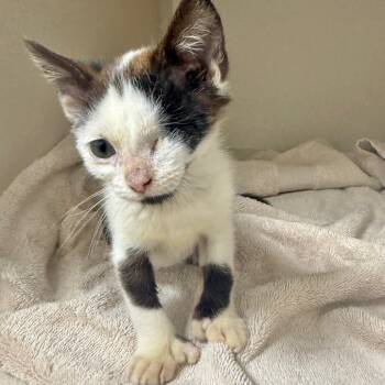 Willy Nilly -  Domestic Short Hair Cat for Adoption in Bradenton, Florida - Willy Nilly | PetCurious