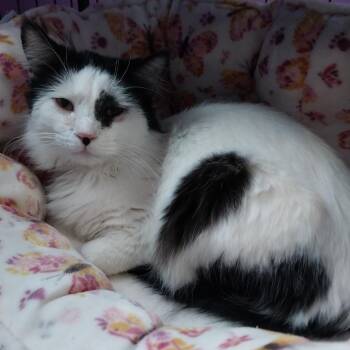 Domestic Long Hair Cats Available for Adoption - Randall * IN FOSTER * | PetCurious