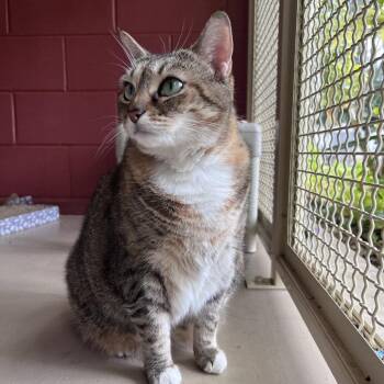 Domestic Short Hair Cats Available for Adoption - Kuma | PetCurious