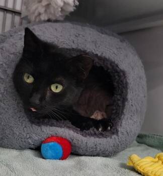 Domestic Short Hair Cats Available for Adoption - Princess | PetCurious