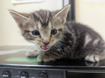 Lotso -  Domestic Short Hair Cat for Adoption in West Chester, Pennsylvania - Lotso | PetCurious