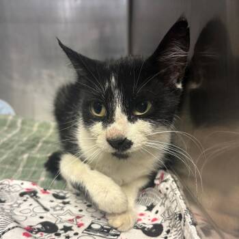 Chamomile -  Domestic Short Hair Cat for Adoption in Chehalis, Washington - Chamomile | PetCurious