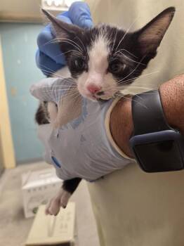 NOAH -  Domestic Short Hair Cat for Adoption in Kent, Washington - NOAH | PetCurious