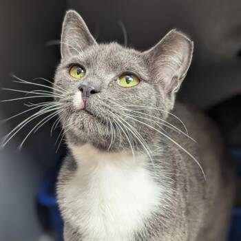 Valkyrie -  Domestic Short Hair Cat for Adoption in Canton, North Carolina - Valkyrie | PetCurious