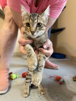 Domestic Short Hair Cats Available for Adoption - Chex | PetCurious